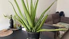 Aloe vera explained: Benefits, dosage and what research says about this medicinal plant
