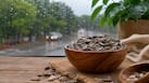 5 reasons to add sunflower seeds to your monsoon diet