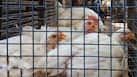 Tamil Nadu to suspend chicken sales from July 31? Federation explains why poultry hygiene matters for consumers