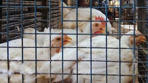 Tamil Nadu to suspend chicken sales from July 31? Federation explains why poultry hygiene matters for consumers