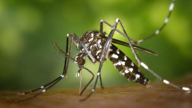 6 things to know about India’s first dengue vaccine