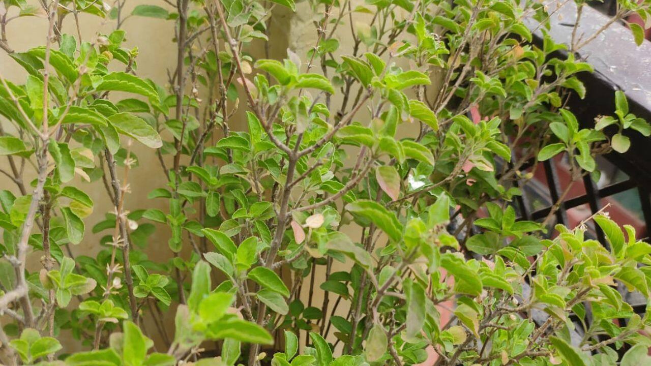 basil leaves