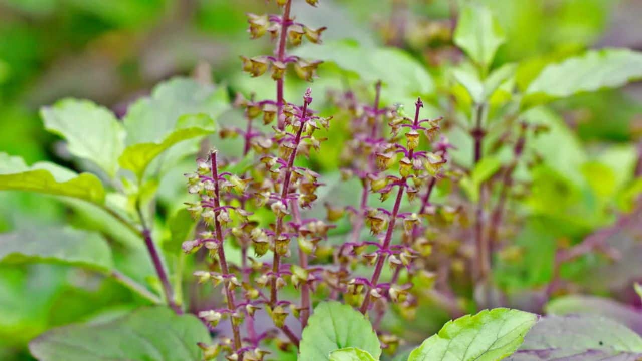 tulsi