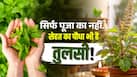 क्या सच में इम्यूनिटी बढ़ाती है तुलसी? जानिए फायदे, सही मात्रा और इस हर्ब पर क्या कहती है रिसर्च
