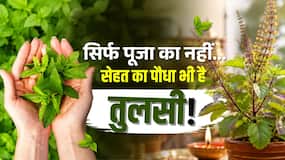 क्या सच में इम्यूनिटी बढ़ाती है तुलसी? जानिए फायदे, सही मात्रा और इस हर्ब पर क्या कहती है रिसर्च