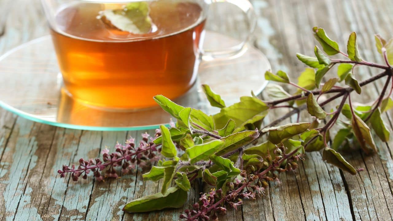 tulsi tea