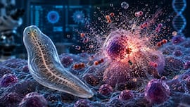 Scientists discover immune cells that explode like tiny bombs