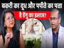 आखिर बकरी का दूध और पपीते का पत्ता कैसे करता है डेंगू का इलाज?