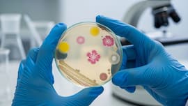 Farm effect explained: Scientists find bacteria that boosts immune protection