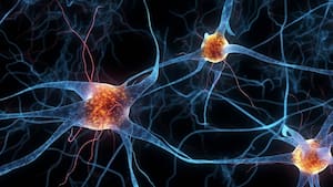 What are orexin neurons? Scientists discover brain cells that help sustain motivation when rewards become harder to reach