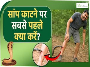 सांप के काटने पर सबसे पहले क्या करें? जानें क्या हर सांप होता है जहरीला?
