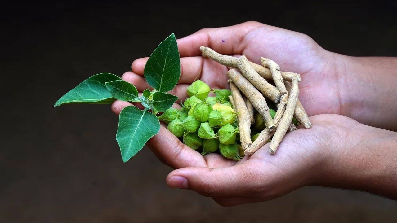 अश्वगंधा का उपयोग