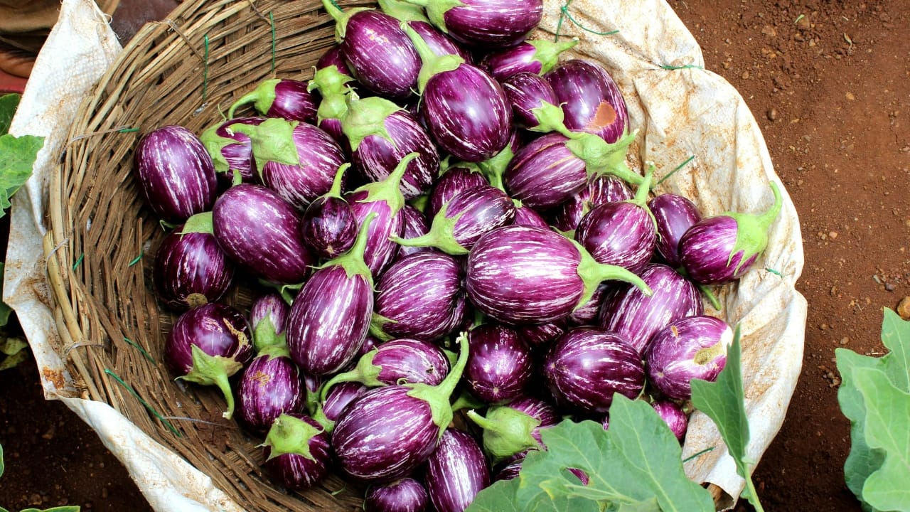brinjal vegetable