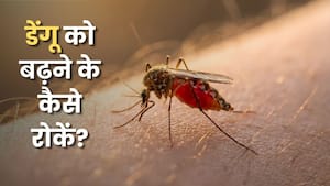 बारिश के बाद Dengue का खतरा क्यों बढ़ता है? घर में मच्छर रोकने के 7 तरीके